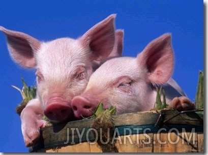 Domestic Piglets, in Bucket, USA