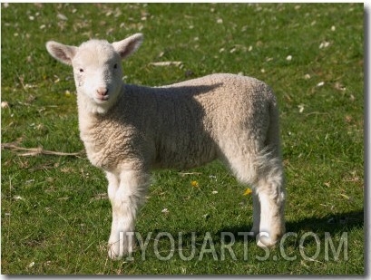 New Lamb, South Island, New Zealand