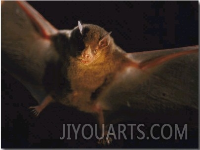 A Leaf Nosed Bat Illuminated by a Cameras Flash