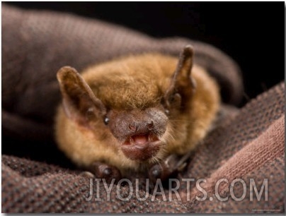 Big Brown Bat at the Sunset Zoo, Kansas