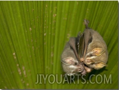 Two Tent Making Bats Huddle Together Under Palm (Artebius Watsonii)