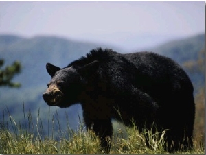 Black Bear