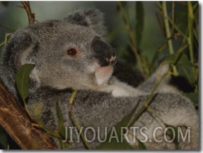 A Koala Clings to a Eucalyptus Tree in Eastern Australia