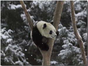 Panda Cub Playing on Tree in Snow, Wolong, Sichuan, China