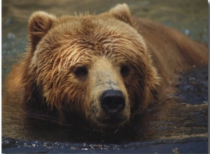 A Close View of a Captive Kodiak Bear Swimming