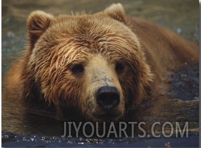 A Close View of a Captive Kodiak Bear Swimming