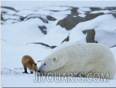 A Red Fox, Vulpes Vulpes, Noses a Polar Bear, Ursus Maritimus