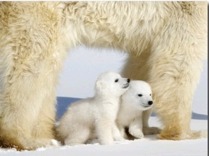 Polar Bear Mother with Twin Cubs, Wapusk National Park, Churchill, Manitoba, Canada