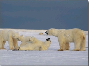 A Group of Polar Bears Play Together in the Snow