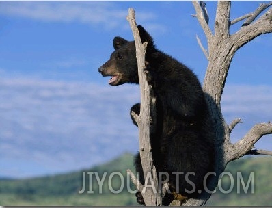 A Young American Black Bear Perches in the Fork of a Tree