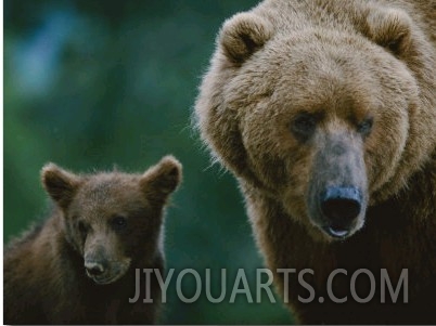 A Female Grizzly and Her Cub Frequent a Local Dump