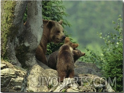 Brown Bear with Cubs, Bayerischer Wald National Park, Germany