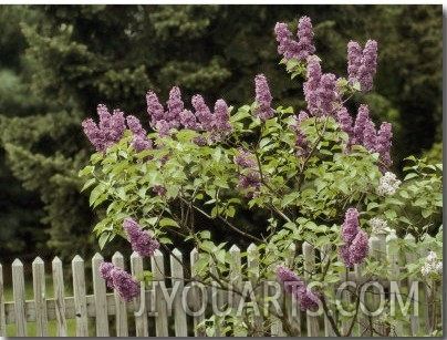 Lilac Blossoming Near a Fence