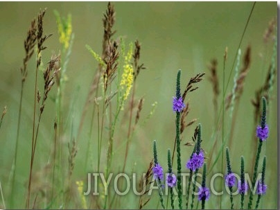 Prairie Grasses and Prairie Flowers