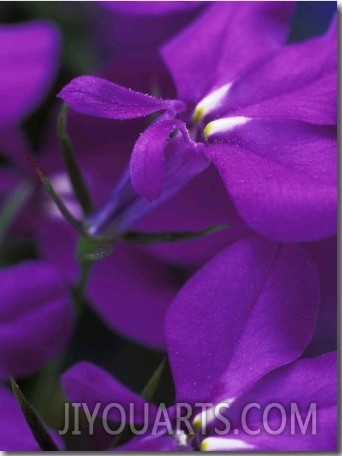 Lobelia Erinus "Cambridge Blue," Close up of Purple Flower