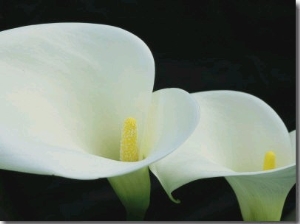 Close View of a Pair of Calla Lilies