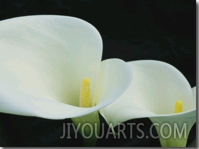 Close View of a Pair of Calla Lilies