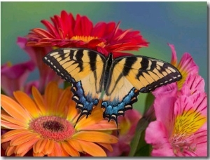 Eastern Tiger Swallowtail Female on Gerber Daisies, Sammamish, Washington, USA