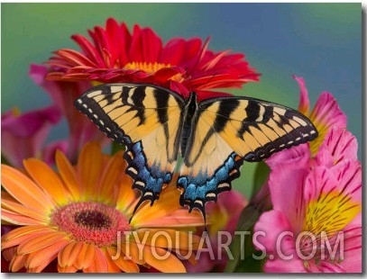 Eastern Tiger Swallowtail Female on Gerber Daisies, Sammamish, Washington, USA