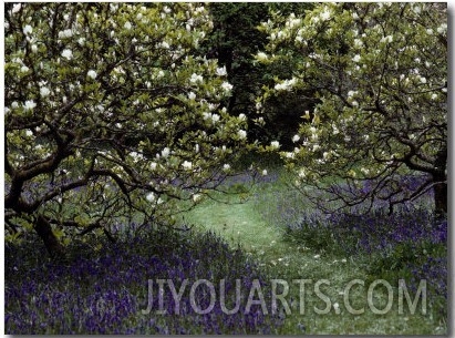 Flowering Trees Amid a Meadow Full of Wildflowers