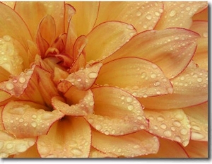 Dahlia Flower with Pedals Radiating Outward, Sammamish, Washington, USA