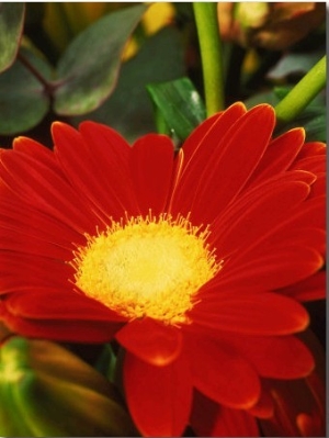 Close up of Red Gerbera