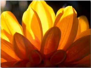 Graphic, Flower, Dahlia (David Howard) Yellow (Backlit), October