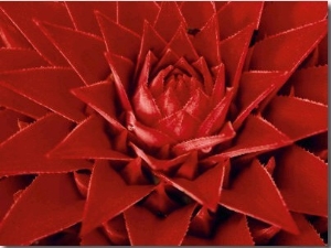 Large Flower of the Pineapple Family, Borro Colorado Island, Panama