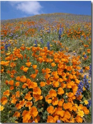 California Poppies and Lupines Fill a Landscape with a Golden Glow