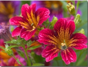 Painted Tongue Blooms, Sammamish, Washington, USA