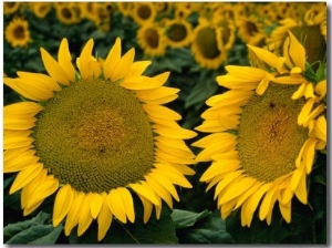 Sunflowers in Field, Tuscany, Italy