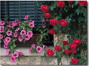 Close View of Corner of Window with Petunia Flower Box and Red Roses