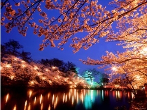 Cherry Blossoms and Takada Castle