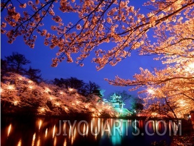 Cherry Blossoms and Takada Castle