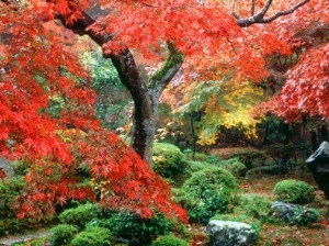 Garden with Maple Trees in Enkouin Temple, Autumn, Kyoto, Japan