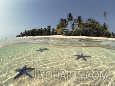 Three Seastars in Shallow Coastal Waters, Philippines, Split Level Shot