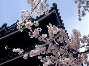 Cherry Blossoms, Matsue Castle, Shimane, Japan