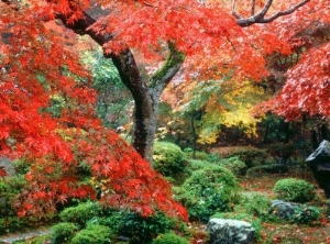 Garden with Maple Trees in Enkouin Temple, Autumn, Kyoto, Japan