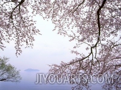 Cherry Blossoms and Lake Biwa