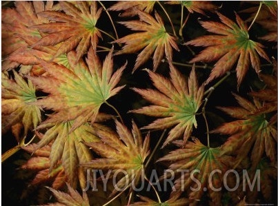 Japanese Maple Leaves