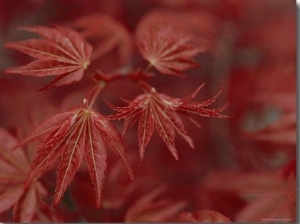 Japanese Maple Leaves 01