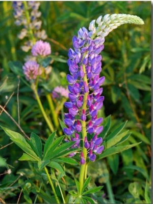 Stalk of Lupine Flowers in the Spring, Arlington, Massachusetts, USA