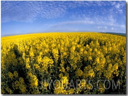 Canola Crop, Grangeville, Idaho, USA