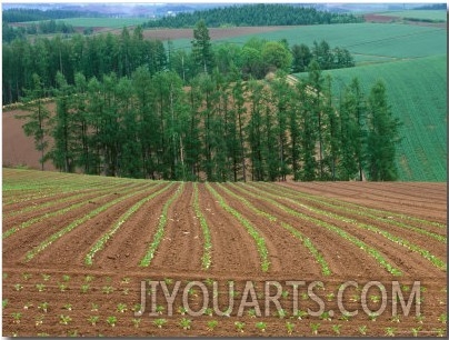 Sugar Beet Field, Biei, Hokkaido, Japan