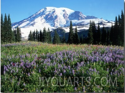 Wildflowers in Field, Mount Rainier National Park, WA