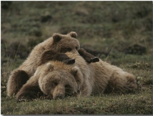 A Grizzly Mother and Her Cub Lounge Together in a Field