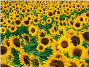 Field of Sunflowers, Frankfort, Kentucky, USA