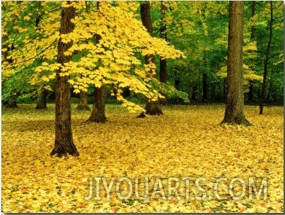 Maple Leaves and Trees in Fall Colour at Funks Grove, Il