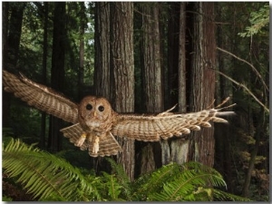 Tagged Northern Spotted Owl in a Redwood Forest