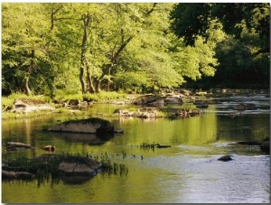 Hardwood Forest on the Eno River in Spring